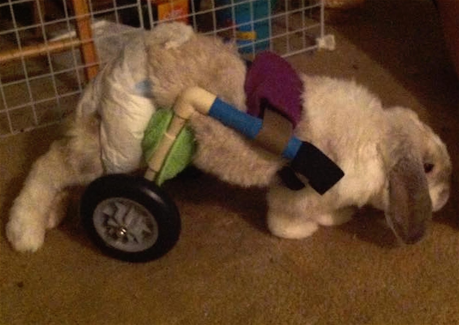 Diapers for Rabbits?