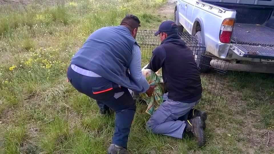 Φλώρινα ζαρκάδι διάσωση Αρκτούρος 