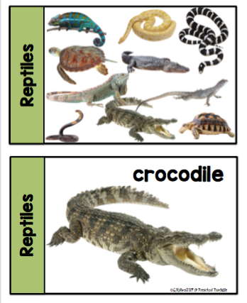 Reptiles Large Real Photo Cards ~ Preschool Printables
