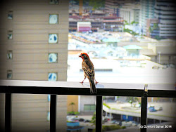 fish gotta swim and birds gotta fly 3