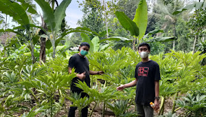 Pendiri Q-Porang MJ Taufik Azhari dan Tasrifin melakukan kunjungan ke petani Porang.