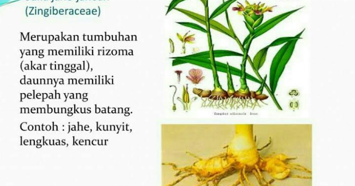 Manfaat Tumbuhan Akar Tinggal Beserta Contoh Tumbuhannya Jafarull