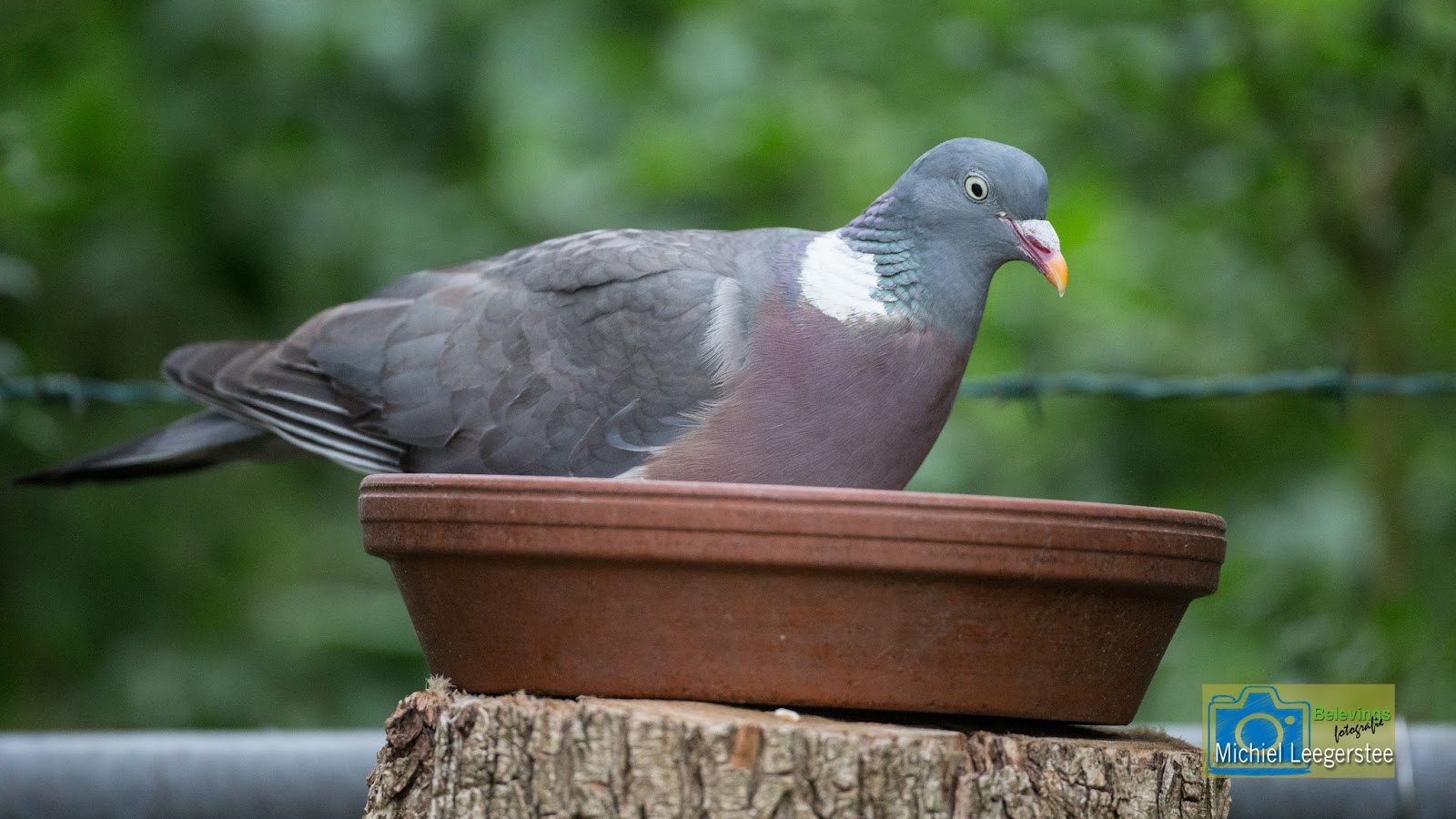 Belevingsfotografie 3 soorten duiven in de tuin.