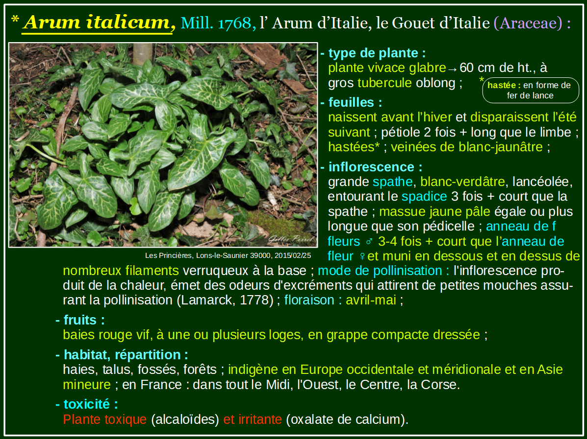 SHNJ. SOCIÉTÉ D'HISTOIRE NATURELLE DU JURA et des Amis de la Nature: Arum  italicum, l'Arum d'Italie.