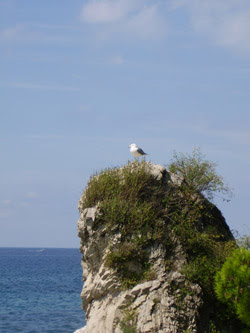 Progetto vajra perle nel tempo immagini foto art gallery incontri meditazione contemplazione zen albero gabbiano