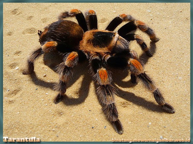 gambar tarantula