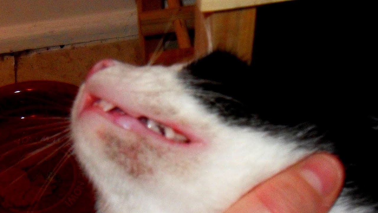 Cat Acne Treatment Cat Choices