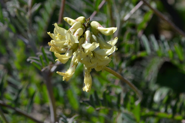 cluster of long, tiny yellow flowers