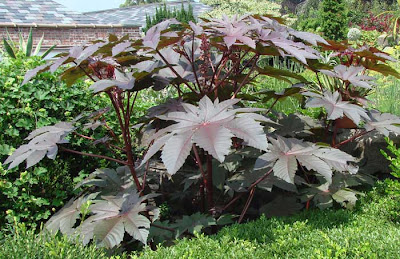 Ricinus communis 'Zanzibar', about 6 feet tall with huge jagged dark purple leaves