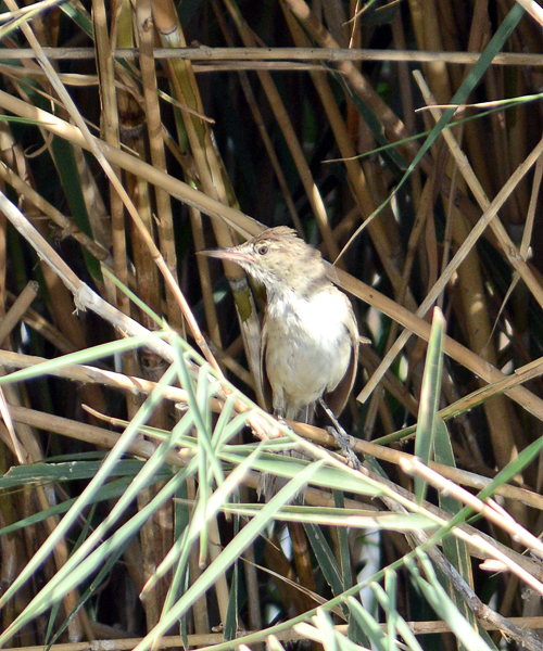 Indian (Clamourous) Reed Warbler