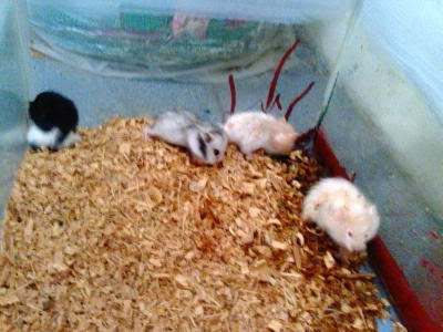 jual hamster medan denai