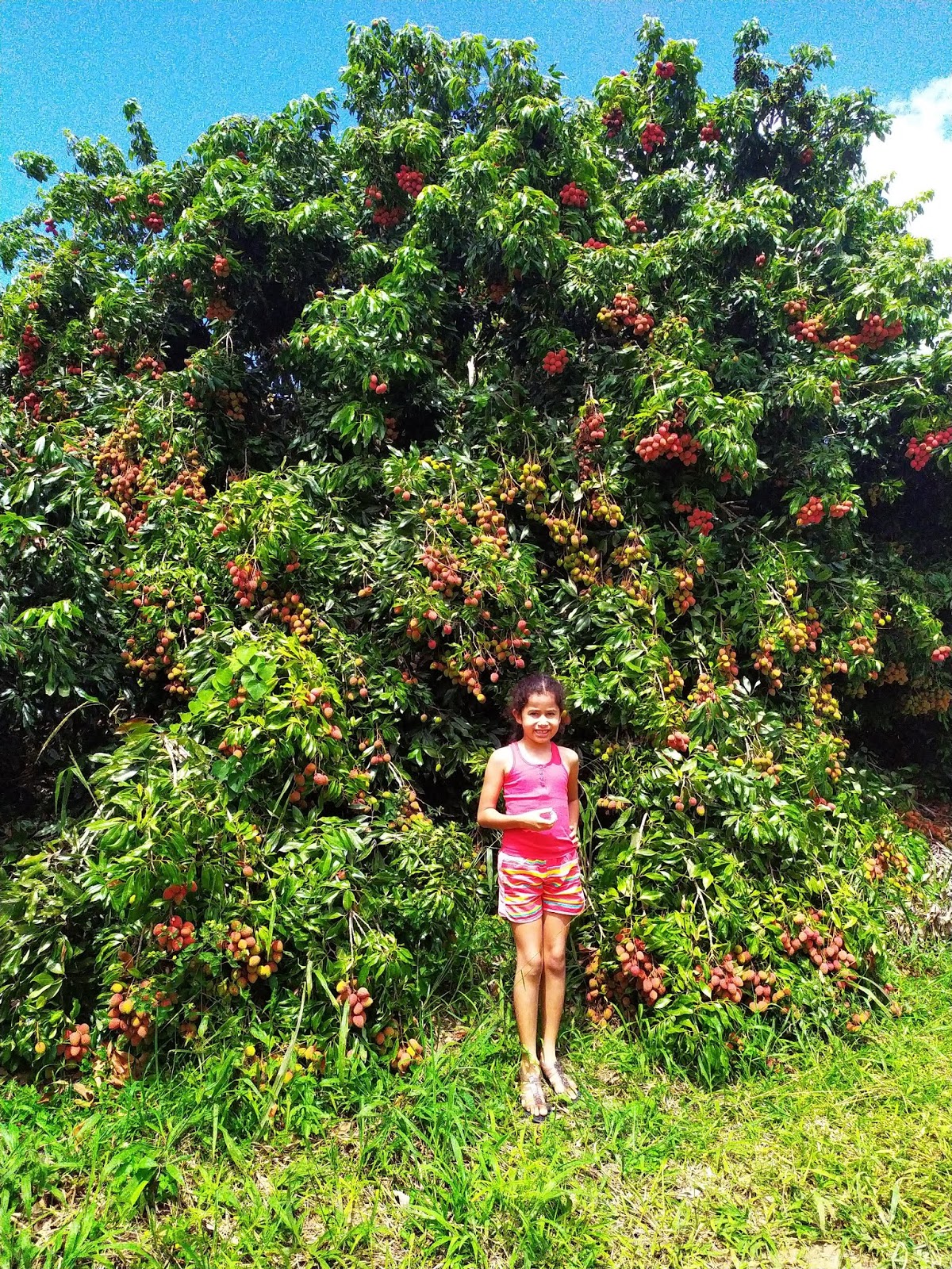 ÉoCombatente: Plantação de Lichia. Encanta nossos olhos e nos delicia