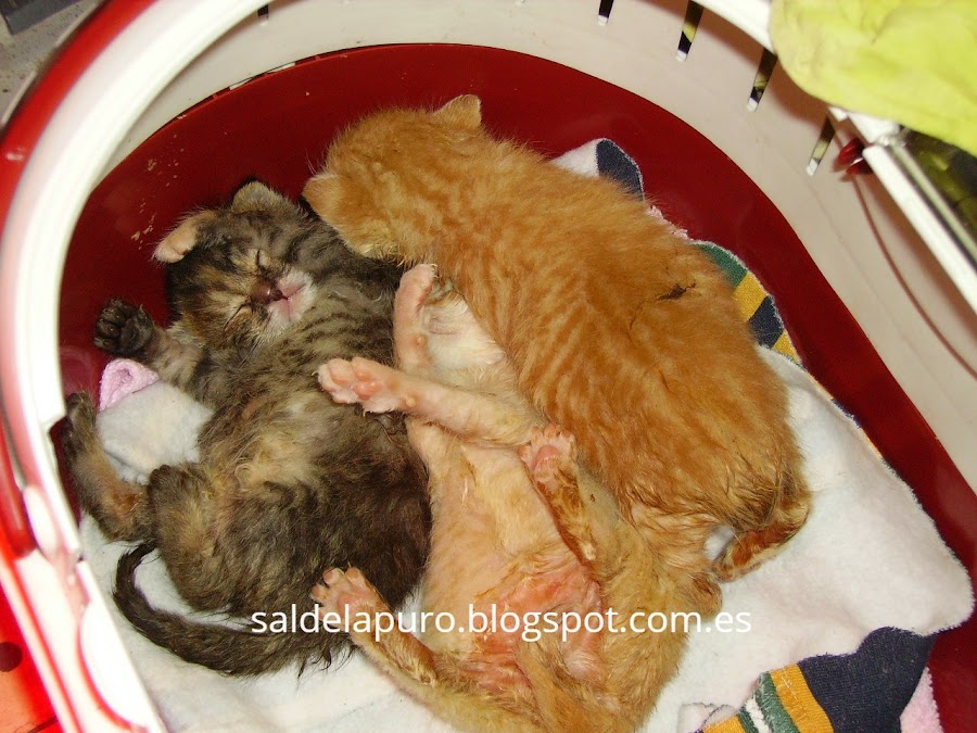 trucos-criar-gatitos-sin-madre