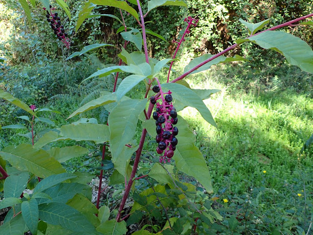 Phytolacca americana Phytolacca americana