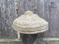 Fomes Fomentarius