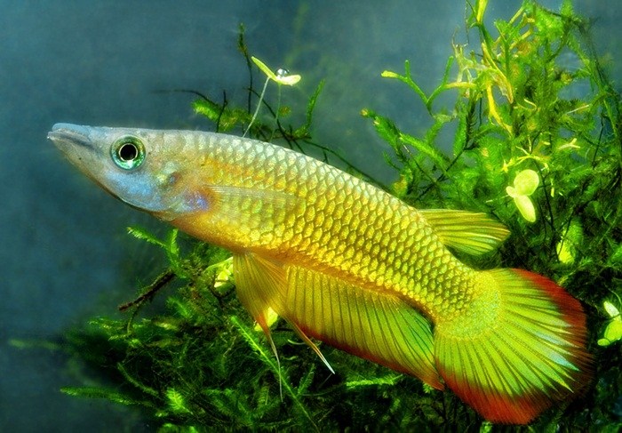 Beternak Ikan Panchax Ternak Ikan Hias