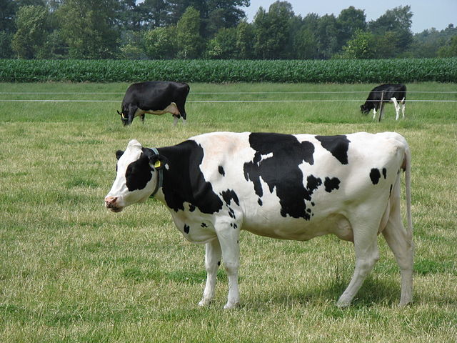 The Cow
