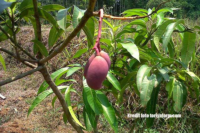 Jenis-jenis Mangga di Indonesia Termanis dan Terpopuler