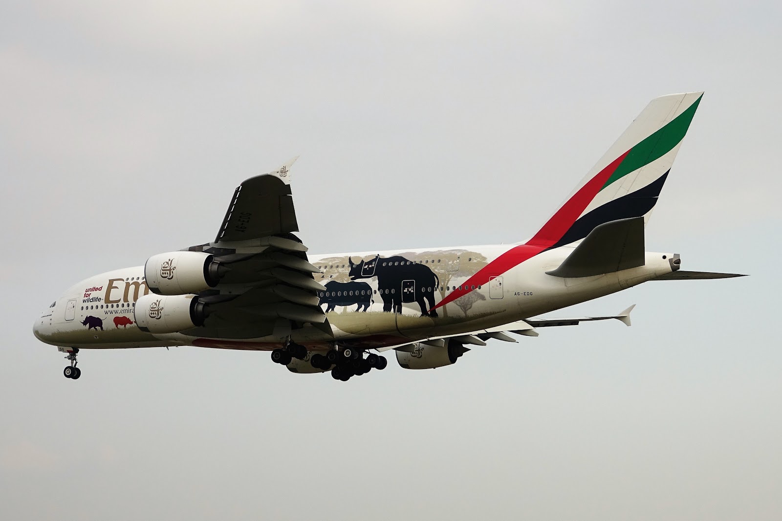 Blair S 航空攝影 阿聯酋航空emirates A6 Edg A380 800 保育動物彩繪機