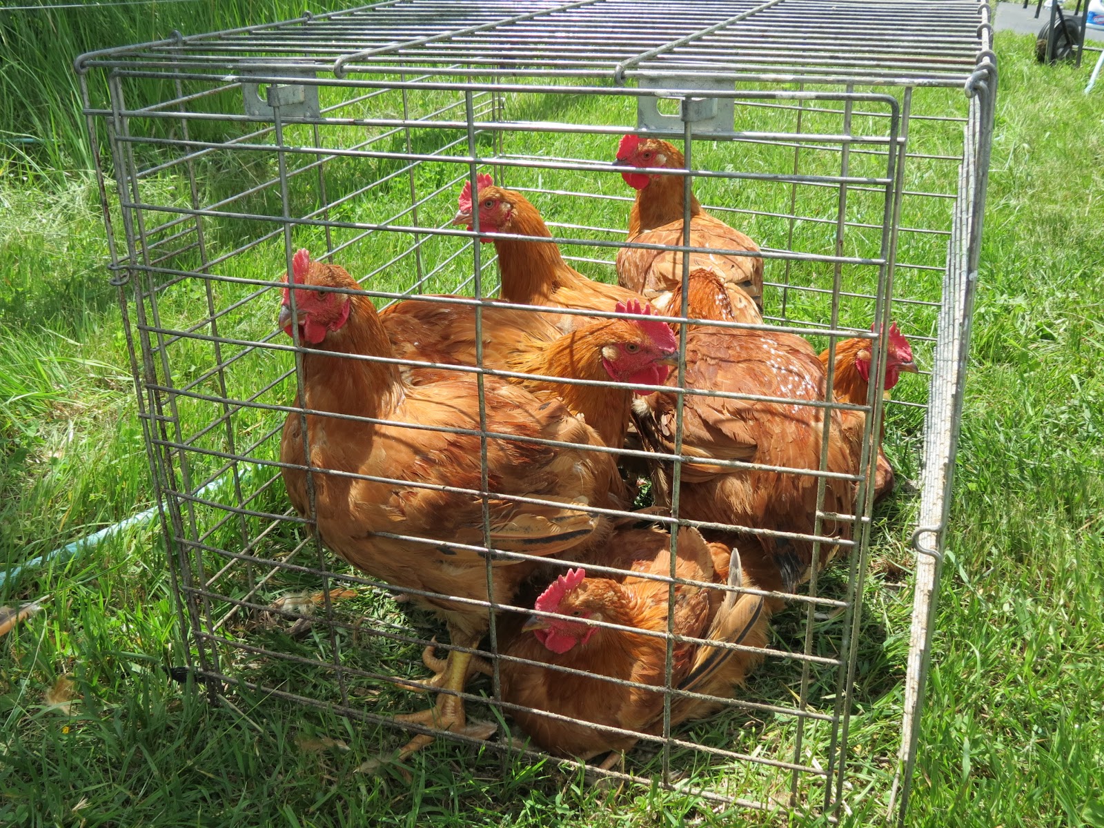 Journey School Stories: Butchering Chickens