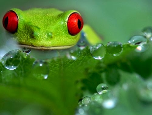 14-Wil-Mijer-Frog-Macro-Photography-www-designstack-co