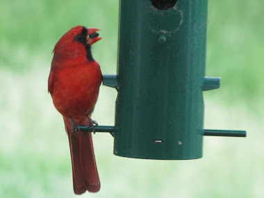 Male Cardinal Eating Black Oil Sunfower Seed