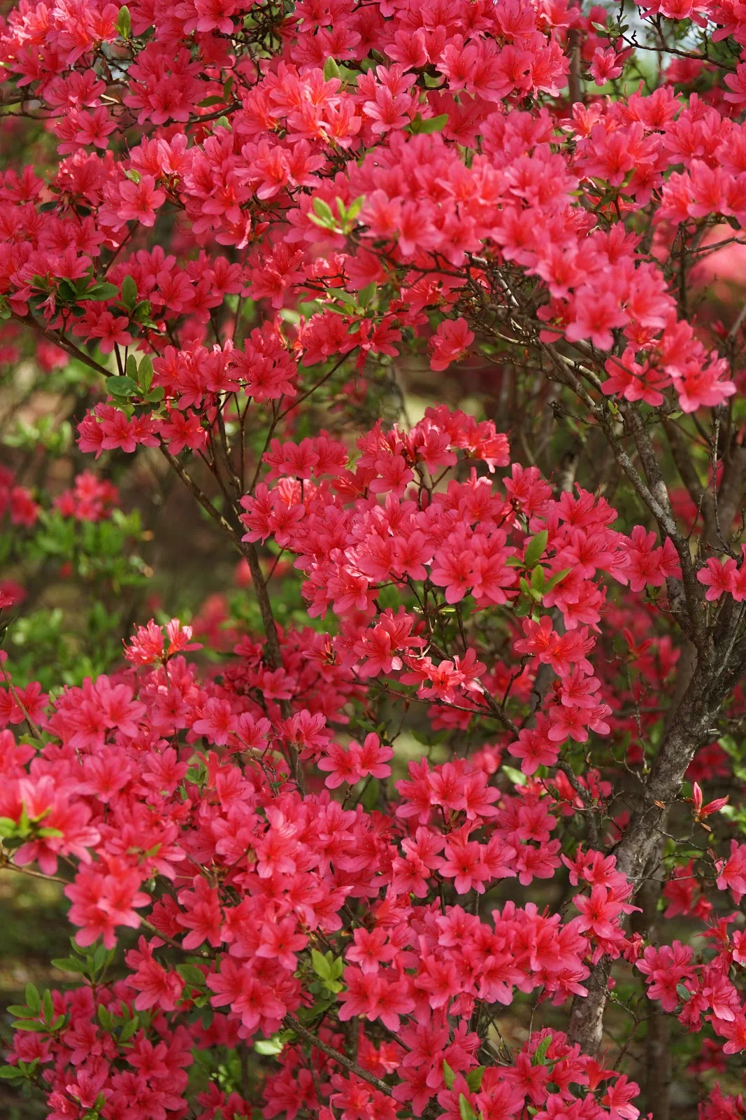 赤々と咲いた山躑躅の木