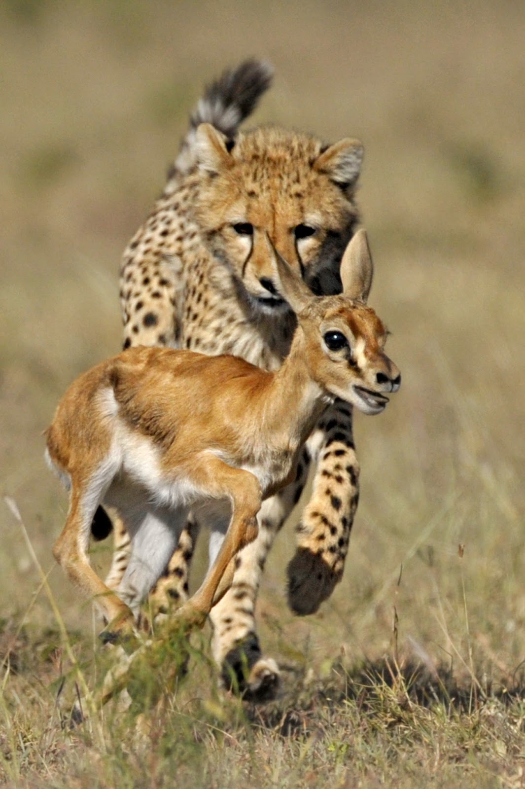 Cheetah | World Fastest Animal Interesting Facts | Animals Lover