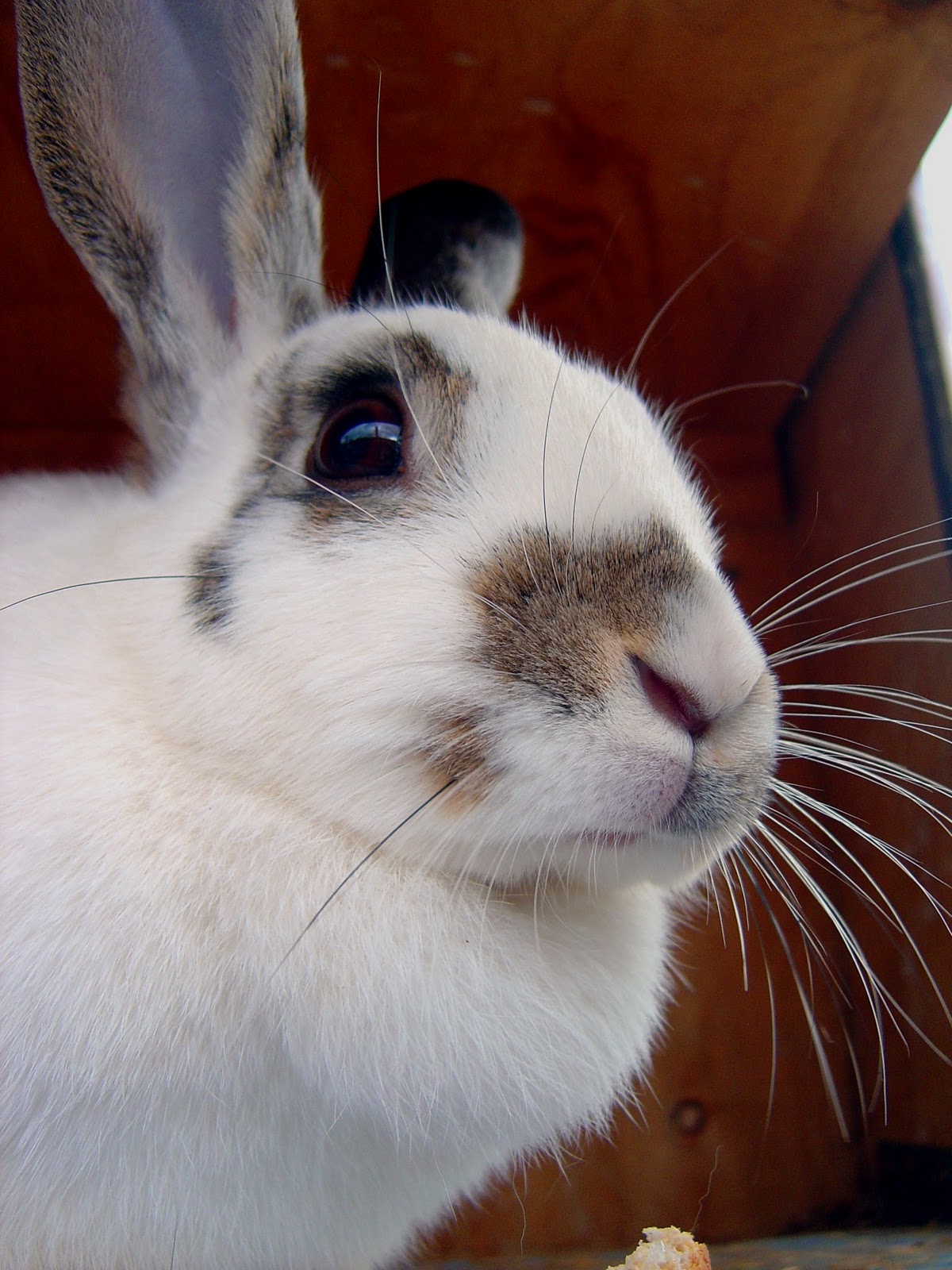 English Spot Rabbit Mix