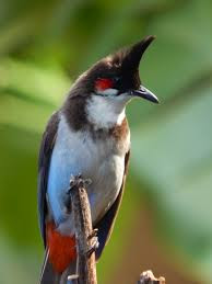 bulbul bird name in english essay