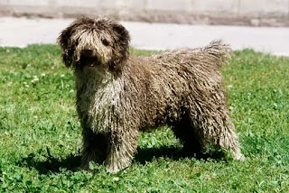 Top 8 Shaggy dog breeds