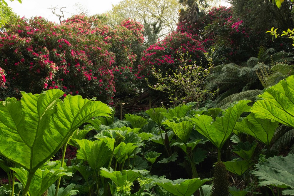 jardines perdidos de Heligan