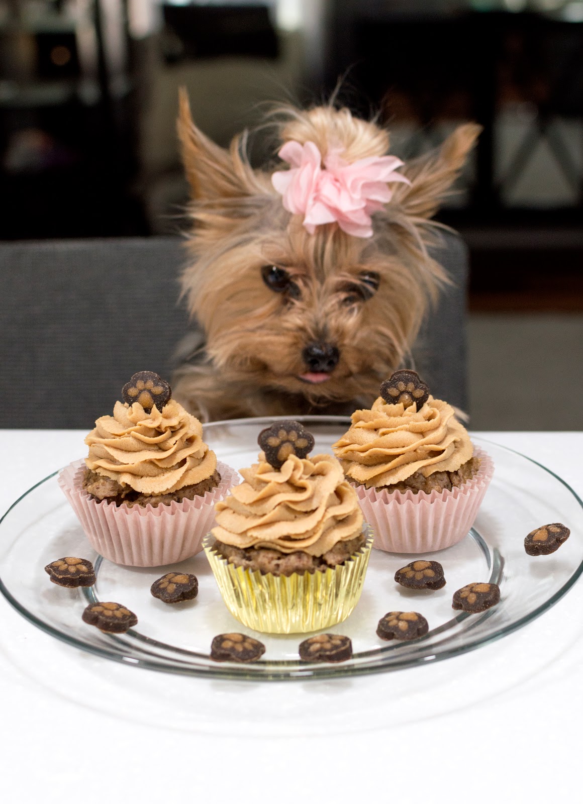 DogApproved Cupcakes for Cupcake's Birthday! Daphnie Pearl