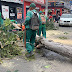 Árvore cai e interdita Rua no centro de Santo Antônio de Jesus