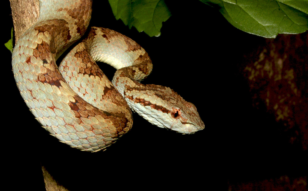 CHALLENGE: Snakes in the (Indian) Grass - The Big 4 - Dealing With ...