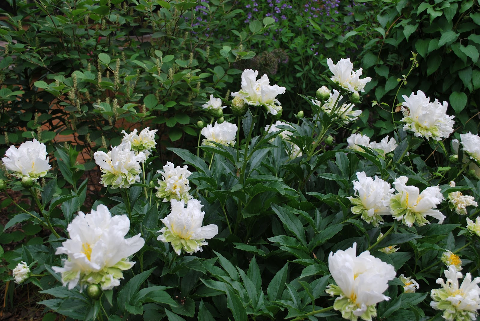 Green halo peony plant