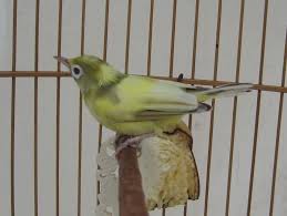 Burung Pleci Albino