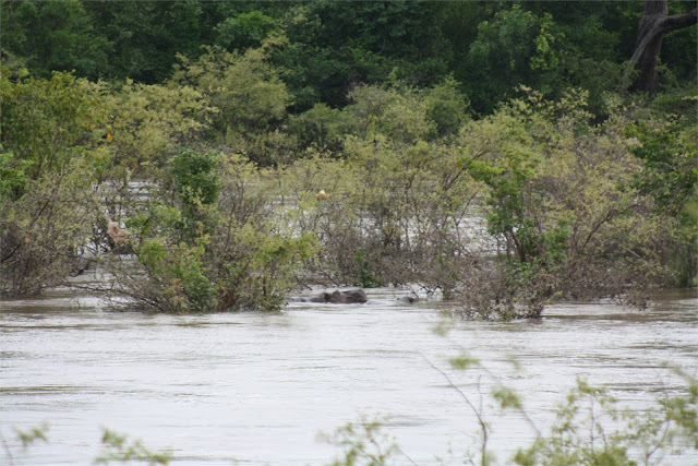 Avistamiento de hipopótamos en el río Gambia