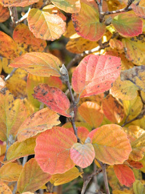 Dwarf fothergilla gardenii Blue Mist autumn foliage Toronto Botanical Garden by garden muses-not another Toronto gardening blog