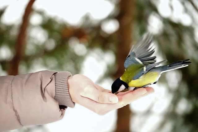 design4pet_Sos uccellini, come aiutarli correttamente nel periodo più freddo dell'anno