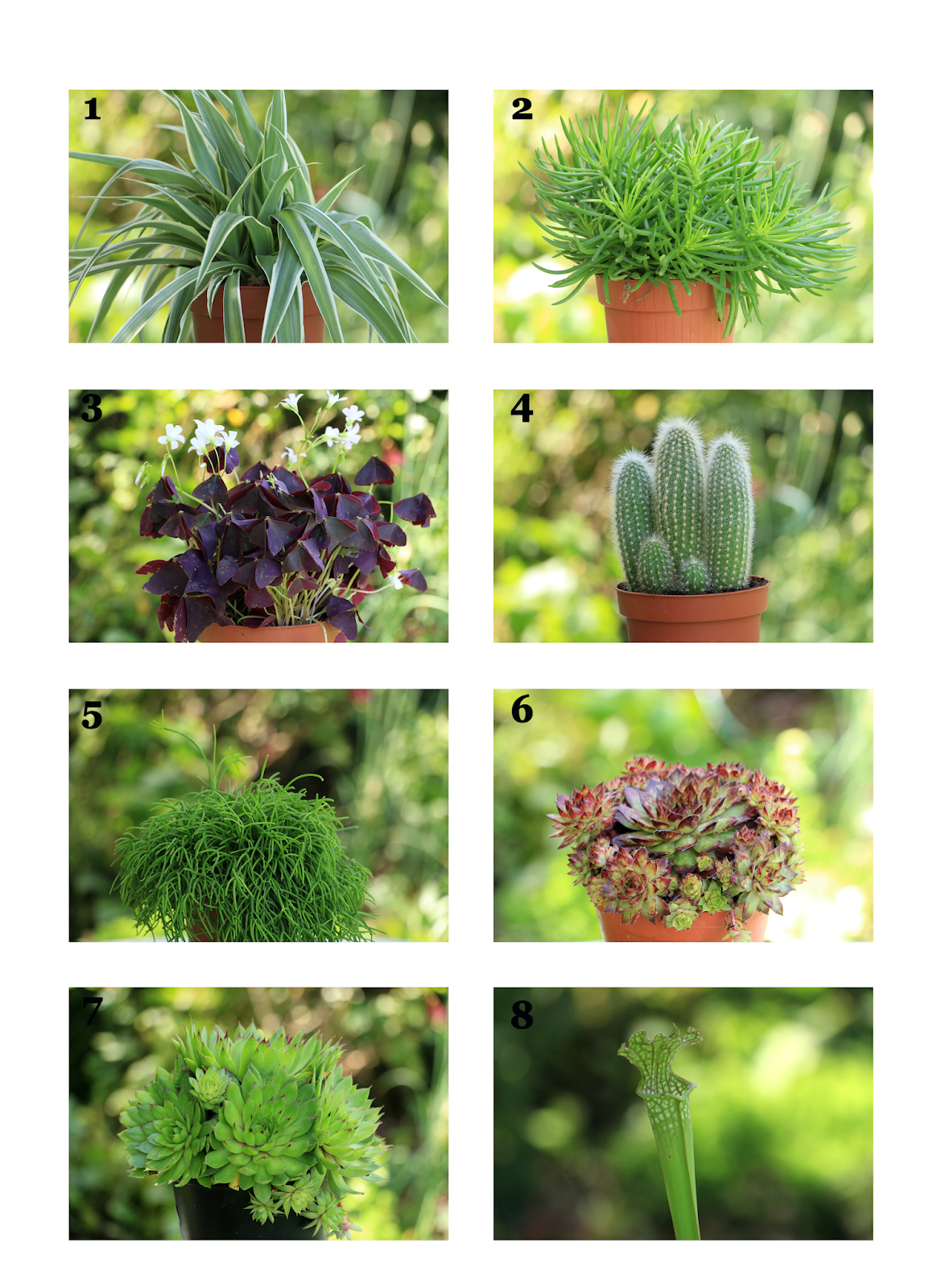Preston Bissett Nurseries and Country Shop Indoor Plants Are Back!