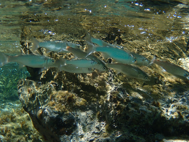 Oedalechilus labeo Oedalechilus labeo