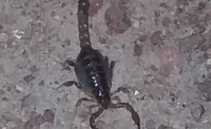 Aparecimento de escorpiões preocupa moradores de Quixeramobim