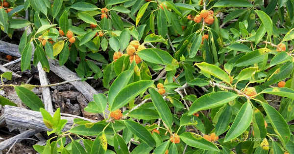 Ciri Ciri Pohon Sisir Kaliage Maclura Cochinchinensis Di Alam Liar Ciriciripohon Com