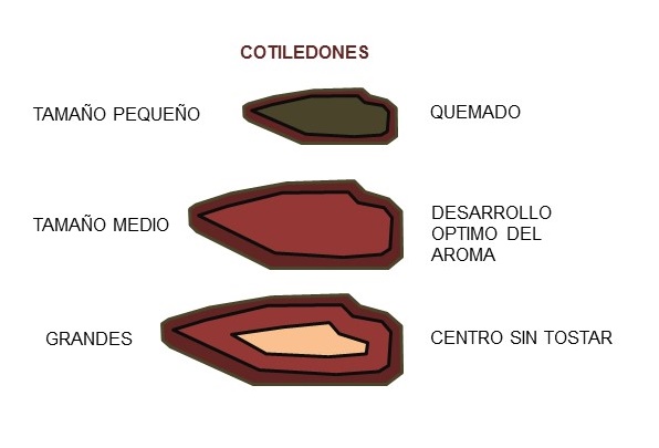 Efecto del tostado en una masa de cacao con distintos tamaños de grano.