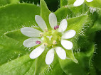 Stellaria media