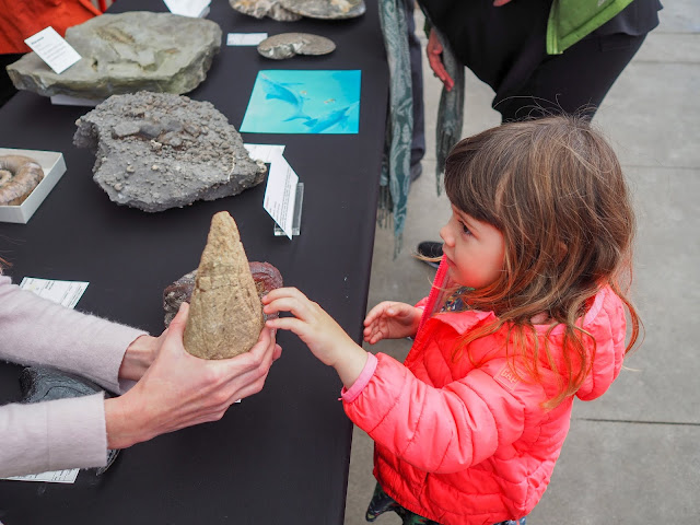 dinosaur tooth