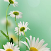 Spring Flowers Live Wallpaper for Android app free download