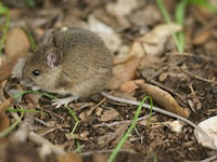 5 Cara Pengendalian Hama Tikus Pada Kelapa Sawit