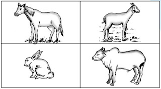 Hewan pemakan rumput (kuda, kambing, kelinci, dan sapi)